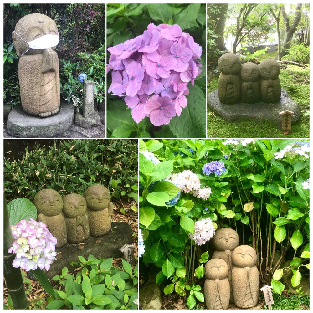 お出かけ先の画像 by ひろちゃんさん | お出かけ先と紫陽花と良縁地蔵♡とわれら17年組と咲いてくれてありがとう❤と新型コロナウィルスに負けるなと鎌倉と長谷寺と江ノ電沿線と神奈川県の風景とチーム・ブルーとチーム・ブルーNo.007