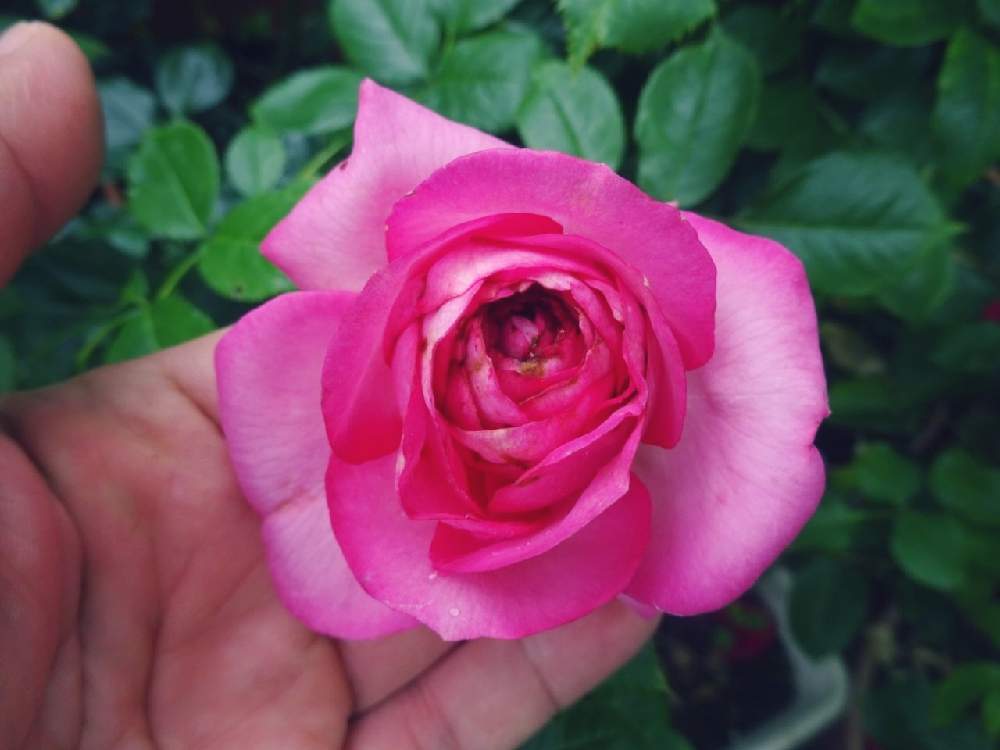 玄関の画像 by ☆きらまる☆さん | 玄関とピンク同盟と薔薇愛同盟と薔薇男子と薔薇に魅せられてと薔薇と暮らすとオシャレとB型と365日薔薇と暮らすとバラのある暮らしと今日の一枚とセクシーときれいな色とたまらん!と花のある暮らしとロザリアンとバラを楽しむとピンクハンター