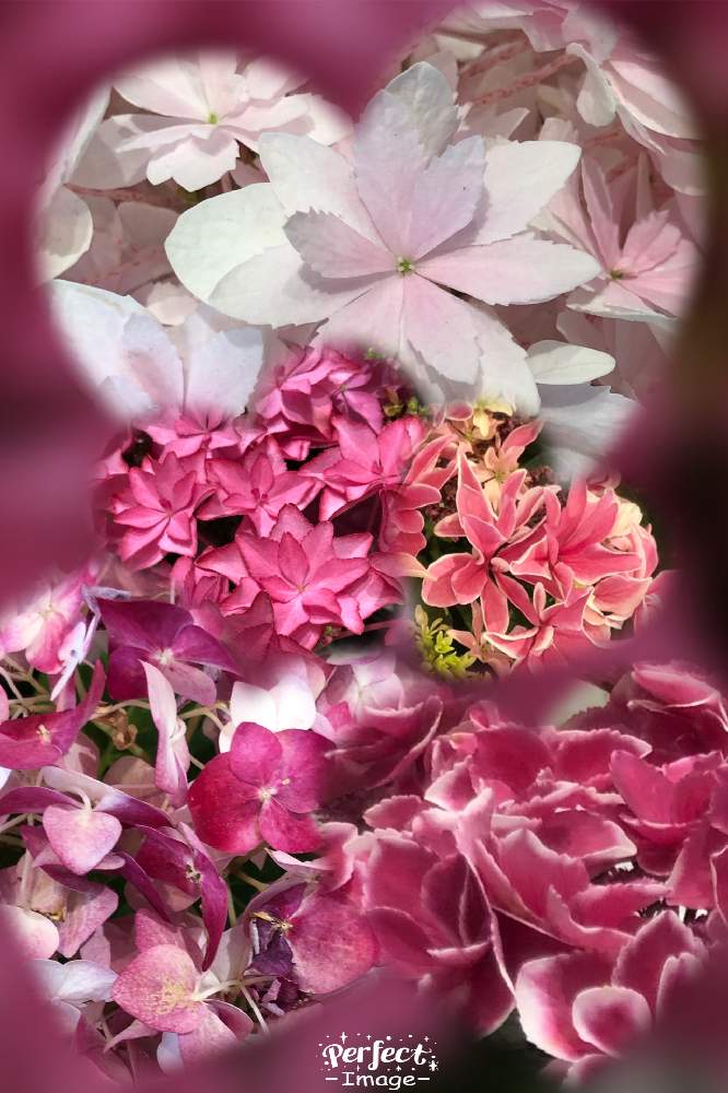 の画像 by hirarinさん | 月虹とアジサイ いろはとアジサイ パラソルロマンとあじさい 白寿紅と紫陽花 エンジェルリングとアジサイと紫陽花と医療・介護の皆様に感謝と19日はピンクの日とコロナウイルスの終息を願う!とhirarinの紫陽花とGS皆様ありがとうと被災地にエールを…。とoriの自由なピンクの日と横浜市庁舎内ローズガーデンと紫陽花祭り