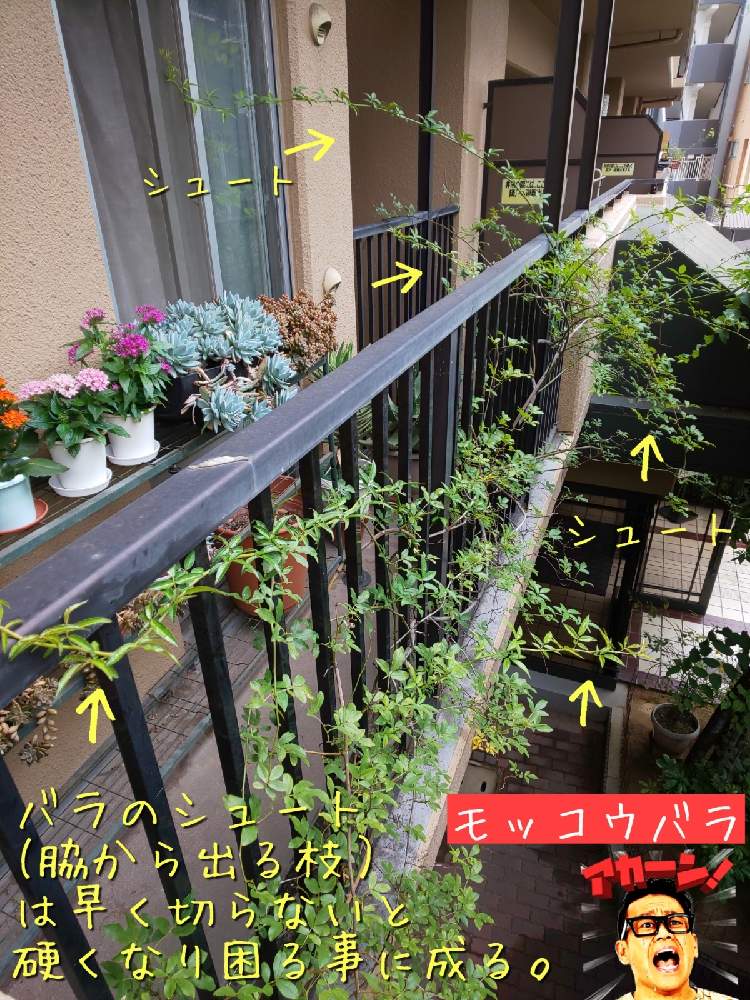 バルコニー/ベランダの画像 by チョウさんさん | バルコニー/ベランダとwow!!!と雨に輝くと何でやねん!と勝手気ままにベランダ~とGS映えとGS日和と恋をしましょう!とおうち園芸と植中毒とHappyな気分と食わず嫌い?とタニラーと何となく幸せ!と珍奇植物と花とジジイ!と花のある暮らしとGREEN UP!とバルコニスト