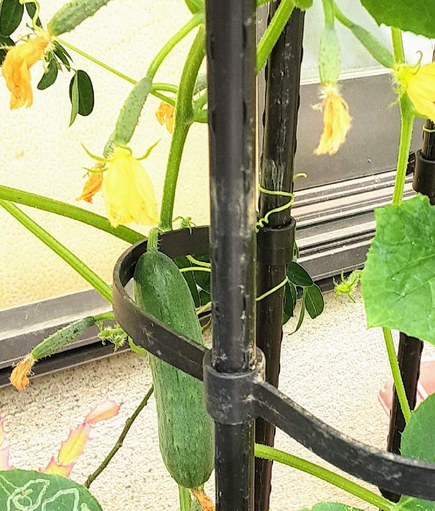 小さな庭の画像 by 五月garden☆2年目さん | 小さな庭とスナックキュウリとプランター野菜と夏野菜とおうちde菜園