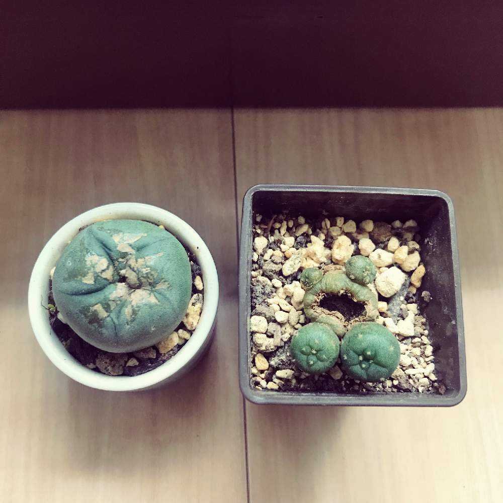 バルコニー/ベランダの画像 by プロセラさん | バルコニー/ベランダと多肉植物とサボテン科とロホホラ 翠冠玉