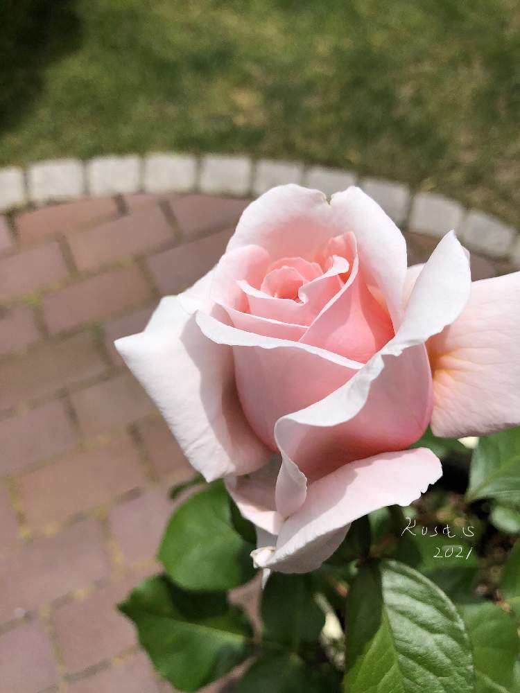 小さな庭の画像 by rosa sさん | 小さな庭とバラとスティーレ・オットチェントとピンクの花と北海道と北海道でも越冬しますと19日はピンクの日!
