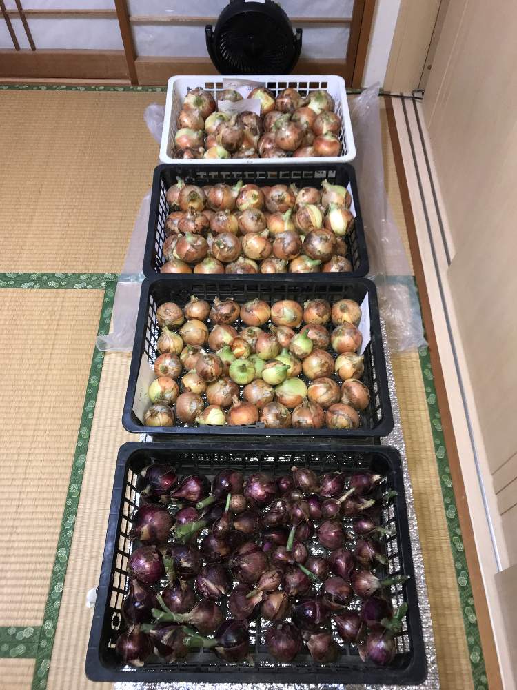 の画像 by GOOSさん | タマネギと赤タマネギとタマネギ アトンと家庭菜園と収穫と家庭菜園奮闘日記