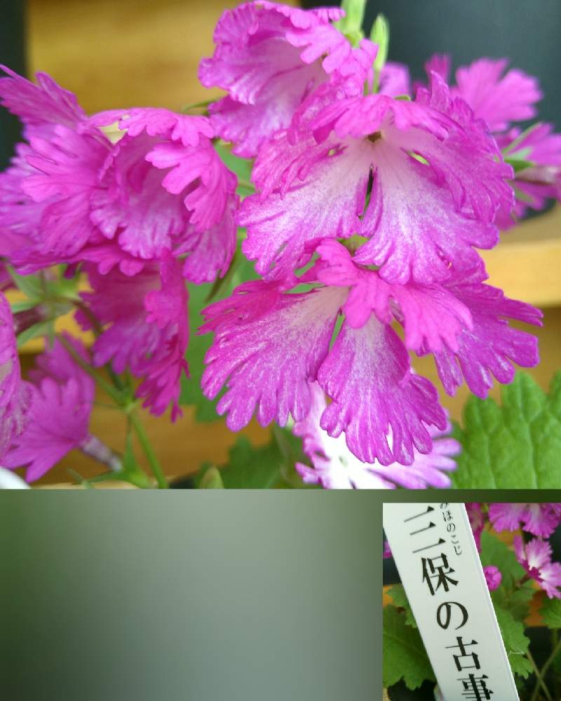 お出かけ先の画像 by ☆ゆこ☆さん | お出かけ先とサクラソウと2019同期とキュンキュン乙女倶楽部と今日もお疲れ様❤︎とおしゃれな土曜日♪と花との一期一会とよい 1日をと㊗️ゆめ☆さん200picとチーム・ブルーNO.088と会えて嬉しいと植物園と医療現場の人々に感謝と医療従事者に感謝とピンクワールドへ ようこそとキュンキュン乙女倶楽部NO.295と花のある暮らしと19日はピンクの日!と㊗️ジュリアーノさん1000picと㊗️まあみさん1200picと㊗️shizukuさん400pic