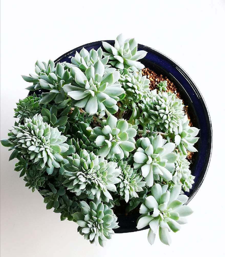 玄関の画像 by eyeさん | 玄関とクラウド綴化とEcheveria runyonii 'Cloud' f. cristataと☆eye☆黒タグ GREEN ROOMと☆eye☆群生する多肉と☆eye☆綴化とルンヨニー クラウド 綴化と☆eye☆エケベリア属と☆eye☆か行とHuntington Botanical Gardensと八ヶ岳育ち スタンダードコレクション 3.5号とAltman PlantsとEcheveria 'Cloud' f. cristataとヘンリー・E・ハンティントンとクラウド(綴化)とロサンゼルスタイムズとWorld of Succulentsとカリフォルニア州 サン・マリノとEcheveria runyonii 'Cloud' f. cristataとGREEN ROOMとマイロン ウイリアム キムナッハとMyron William Kimnachとハイティントン植物園