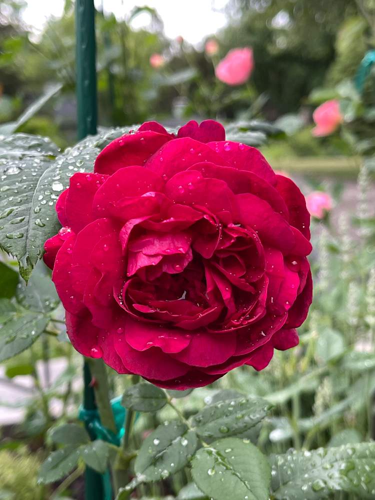 小さな庭の画像 by ブルーネストさん | 小さな庭とイングリッシュローズとDA ダーシーバッセルとばら バラ 薔薇とおうち園芸と香る花とイングリッシュ・ローズとデビッドオースティンと赤い花とバラが好きとロザリアン