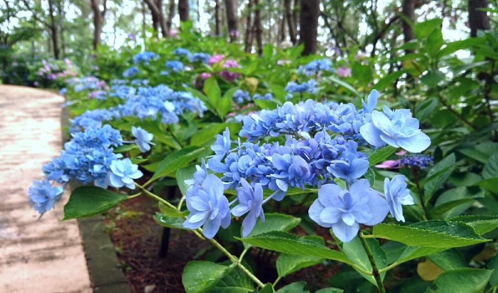 お出かけ先の画像 by non-sugarさん | お出かけ先と八景ブルーと紫陽花 あじさい アジサイと過去picと八景ブルーの紫陽花とおさんぽと八景島シーパラダイスと梅雨の花とブルーの花