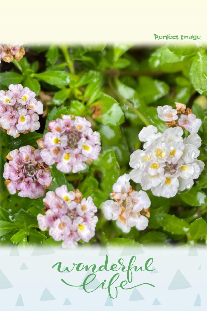 の画像 by ヒロコni nさん | 緑のある暮らしと癒しの草花と白いお花とピンクのお花と花のある暮らしと元気をくれる草花