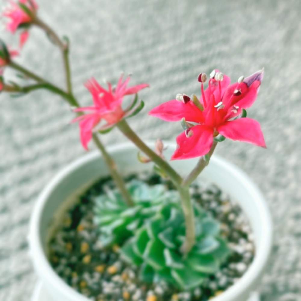 窓辺の画像 by miさん | 窓辺とベルムと多肉植物と貰い物であふれていく