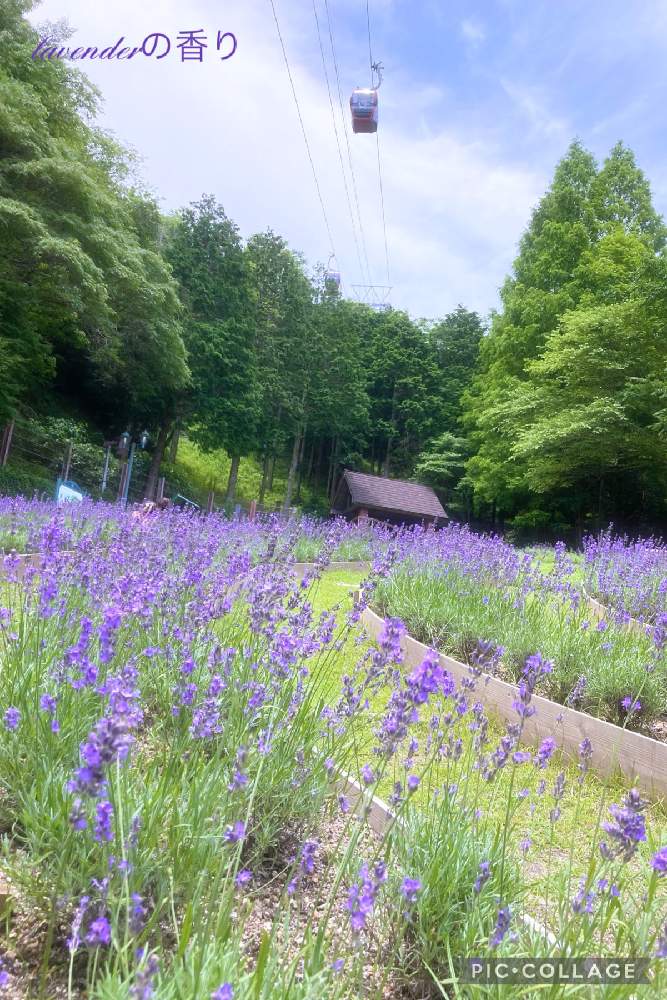 お出かけ先の画像 by lavenderの香りさん | お出かけ先と神戸布引ハーブ園とラベンダー大好き