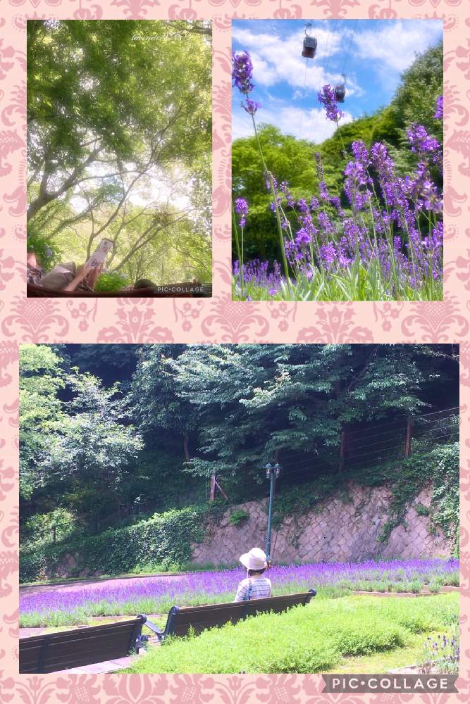 お出かけ先の画像 by lavenderの香りさん | お出かけ先と神戸布引ハーブ園とラベンダー大好き