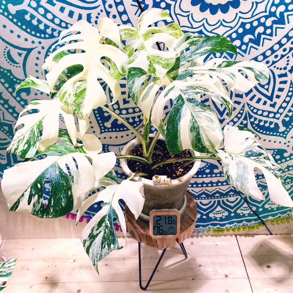 部屋の画像 by YOKOさん | 部屋とMonstera Borsigiana variegataとモンステラ属とモンステラ ヴァリエガータと斑入り好き♡と過保護とアロイドと 斑入りモンステラとサトイモ 科とモンステラ好きっ♡とモンステラらぶ♡と葉っぱlove♥とLED栽培とお気に入りの鉢と植物_2021と可愛い♡