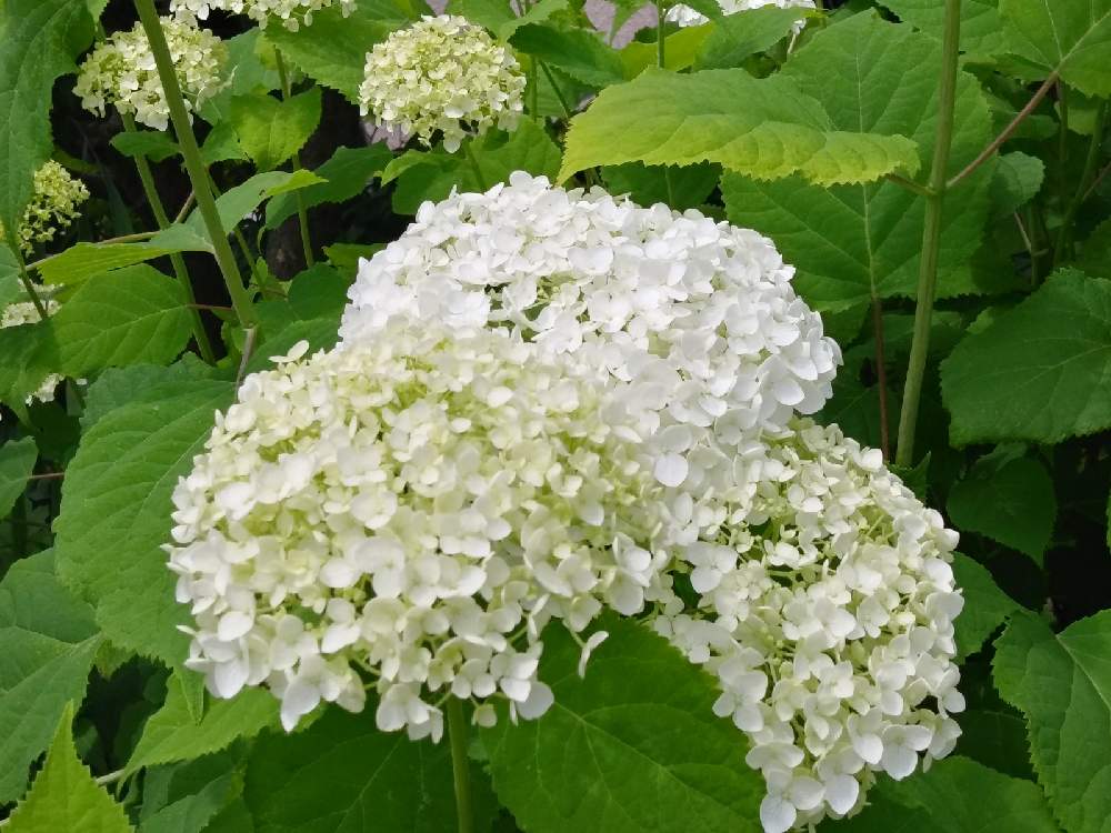 小さな庭の画像 by はなさん | 小さな庭とアナベルとこんな時こそ暮らしに花をとありがとう❤️とおうち園芸と花に癒されてと小さな幸せ♡と花のある暮らしと白い花