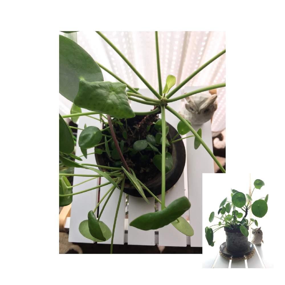 窓辺の画像 by Verbenaさん | 窓辺とピレアペペロミオイデスと観葉植物と可愛いねと癒されてと頑張ってるね♡と幸せのまあるい葉っぱ