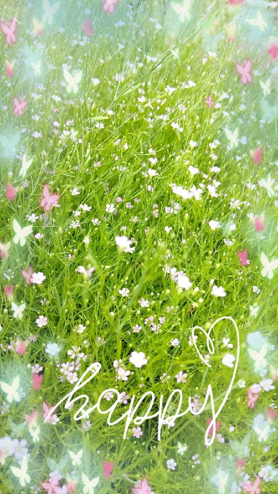 小さな庭の画像 by MOCOまんまさん | 小さな庭とピンクのかすみ草とお楽しみとおうち園芸と今日も元気♩とお家カラフル