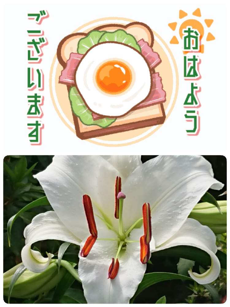 小さな庭の画像 by 苺さん | 小さな庭とプランターとおうち園芸とお家栽培とお家で栽培と百合の栽培とプランター植え