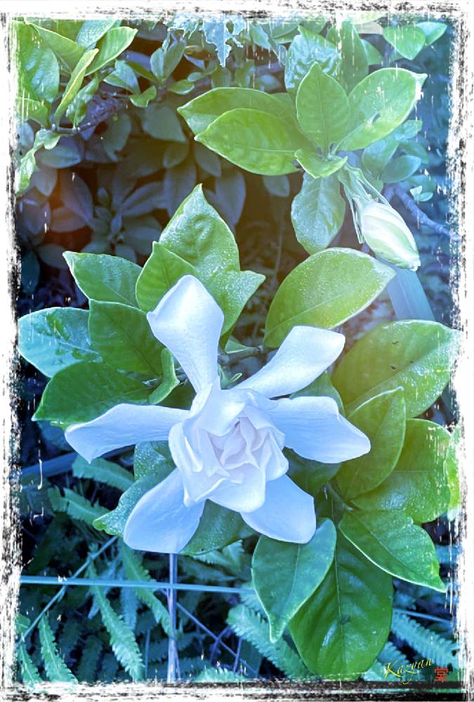 小さな庭の画像 by Kazyanさん | 小さな庭とクチナシの花と蕾と万葉の藪庭の花華たち 和堂と2021年クチナシ編とくちなしシリーズ 和堂と万葉の藪庭シリーズ編と万葉の藪庭シリーズ 和堂とクチナシの花♡と万葉の藪庭の花々 和堂と詠歌シリーズ 和堂と八重咲きくちなし 和堂と詠歌と花言葉シリーズ 和堂