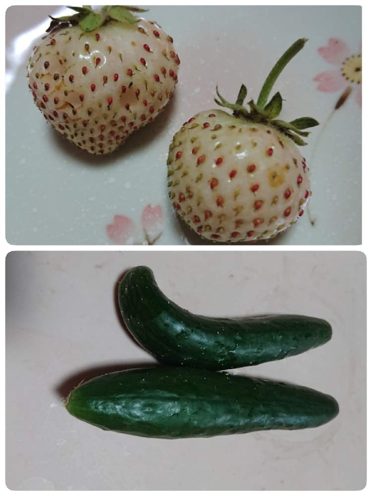 畑の画像 by 苺さん | 畑とプランターとイチゴの収穫とおうち園芸と胡瓜の収穫とお家栽培とお家で栽培と白イチゴの収穫とプランター植え