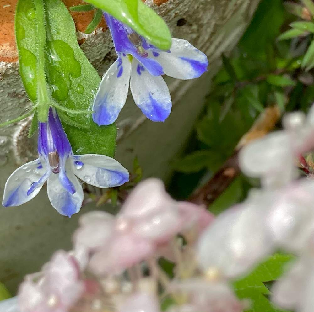 の画像 by ೫̥͙*:・千砂・:* ೫̥͙さん | ロベリア カリブ アイスとみどりのある暮らしと植物のある暮らしとおうち園芸と観葉植物のある暮らしとロベリア。と花のある暮らしと青い花大好き