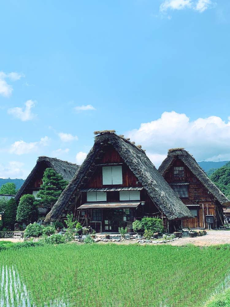 の画像 by tanoさん | 田んぼと合掌造りとコロナ1日も早い終息を願いますと世界遺産白川郷合掌造りにてとGSの繋がりとチーム岐阜と雲仲間とバラと夢CLUBとGSの皆様に感謝とお出掛け先と優しい気持ち