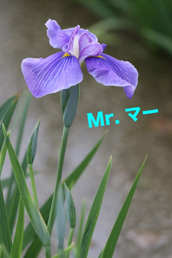 お出かけ先の画像 by Mr. マーさん | お出かけ先と花菖蒲(はなしょうぶ)と青いあやめ科マニアとやめよう無断転載とチーム・ブルーNo.022ともんもんチャン♡見守り隊と県立相模原公園とEOSとわれら17年組と青い夏の花マニアと青い花で納涼祭2021と青い花マニアとチーム・ブルーと青い水辺の花マニア