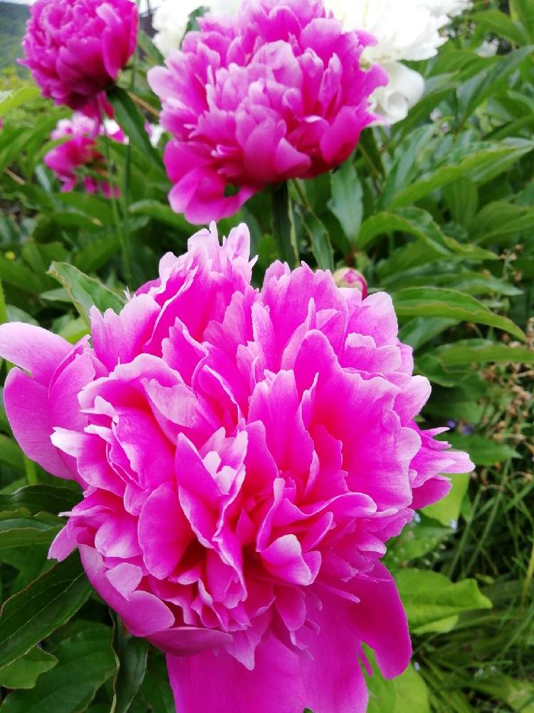 広い庭の画像 by はな♥さん | 広い庭としゃくやく(芍薬)と可愛いお花とおうち園芸と春の北海道としあわせな時間