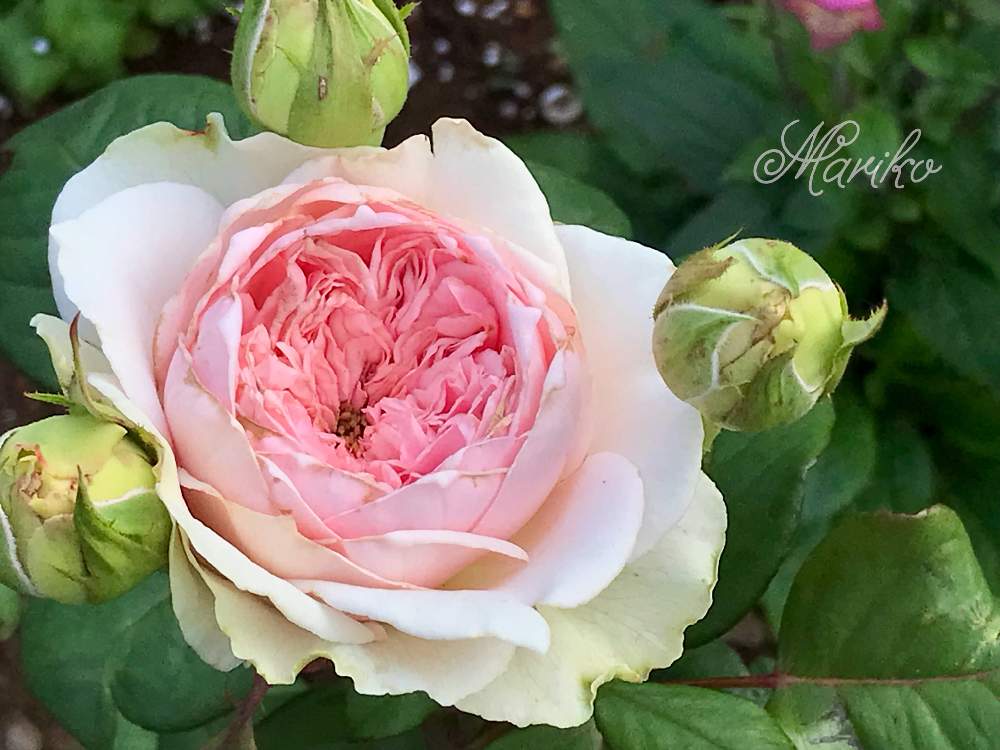 の画像 by nyacoさん | 薔薇に魅せられてとバラ・切り花品種とバラのある暮らしとナチュラルガーデンとバラと夢CLUBと畑をイングリッシュガーデンに❣️とイングリッシュガーデンに憧れてと2021 GSでバラ園とバラ マリコとバラが好きとnyaco's 2nd garden rose✼¨*と薔薇♪とバラ・ミニバラとnyacoの第2ガーデンという名の畑