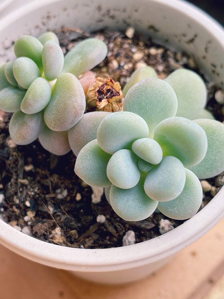 窓辺の画像 by なおさん | 窓辺とミウルと多肉植物と植物愛がとまらないとよろしくお願いしますと害虫とマイガーデンと大好きと小さな花壇とおうち園芸と植中毒とエケベリア属と可愛いと花のある暮らしと小庭とグラプトセダム属