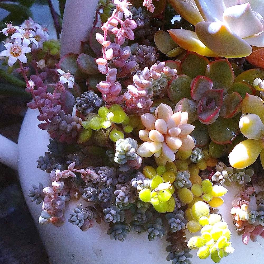 バルコニー/ベランダの画像 by neconiwaさん | バルコニー/ベランダとbotanicallifeと多肉植物と丁寧な暮らしと寄せ植えと多肉のある暮らしとガーデニングと多肉寄せ植えと癒しのひと時