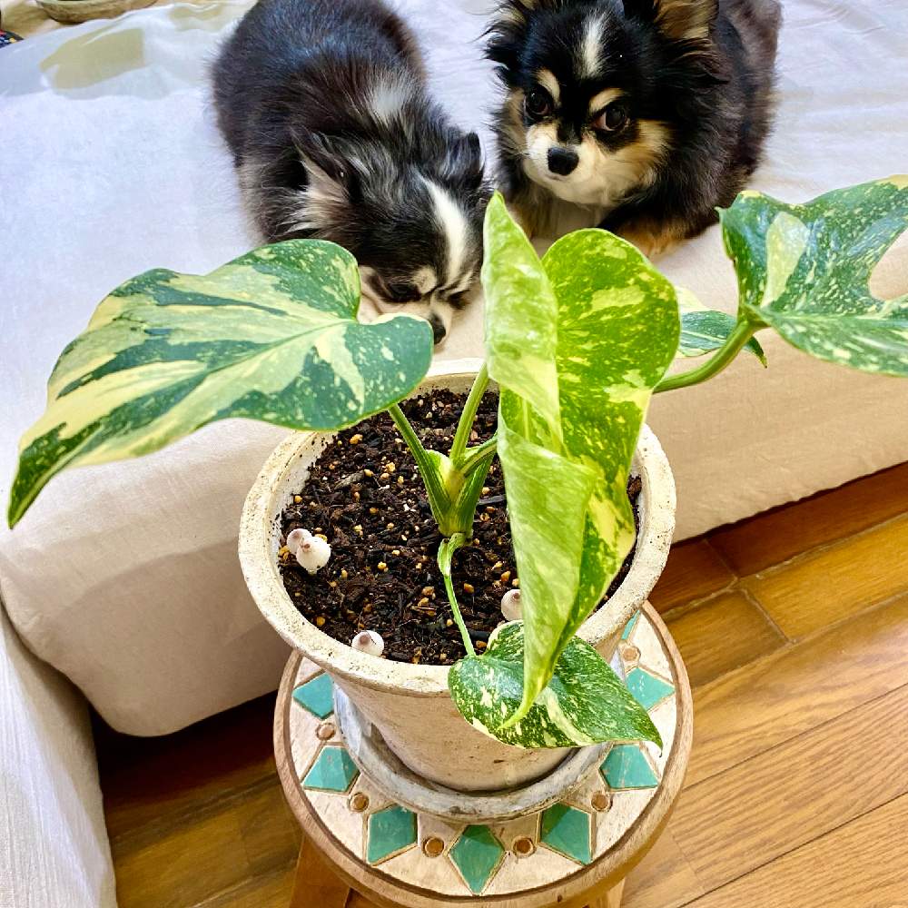 部屋の画像 by YOKOさん | 部屋とてんくんとりょうくんとMonstera thai constellationとモンステラ属とモンステラ ヴァリエガータと斑入り好き♡とモンステラ デリシオーサ イエローモンスターとアロイドと 斑入りモンステラとサトイモ 科とモンステラ 黄斑とモンステラ好きっ♡とモンステラらぶ♡と葉っぱlove♥とLED栽培