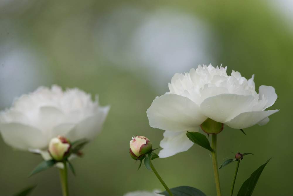 お出かけ先の画像 by satoさん | お出かけ先とシャクヤクとnikond610とサッポロさとらんどと北海道と札幌とカメラ小僧クラブ