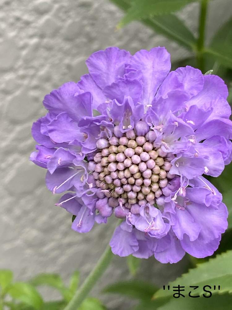 の画像 by ''まこS''さん | スカビオサG igaと2019同期とワクワクの花たちとチームブルーNo.32とありがとう医療従事者の方々と㊗️*hirorin*さん500picといつも心に太陽をとみんな負けないで!と陽はまた昇るどんな人の上にも!と明日はきっと良い日になると青い花で納涼祭2021と青い花マニアとチーム・ブルーと頑張ろう日本❣️
