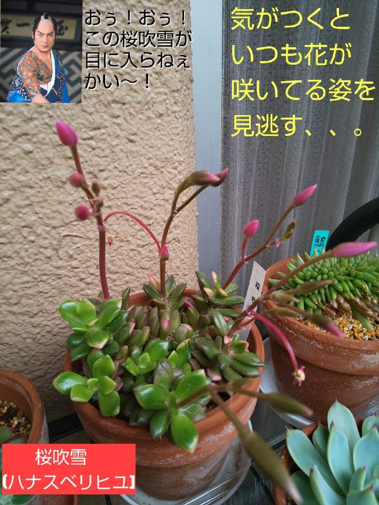 バルコニー/ベランダの画像 by チョウさんさん | バルコニー/ベランダとwow!!!と何でやねん!と勝手気ままにベランダ~とGS映えとGS日和と恋をしましょう!とおうち園芸と植中毒とHappyな気分と食わず嫌い?とタニラーと何となく幸せ!と珍奇植物と花とジジイ!と花のある暮らしとGREEN UP!とバルコニスト