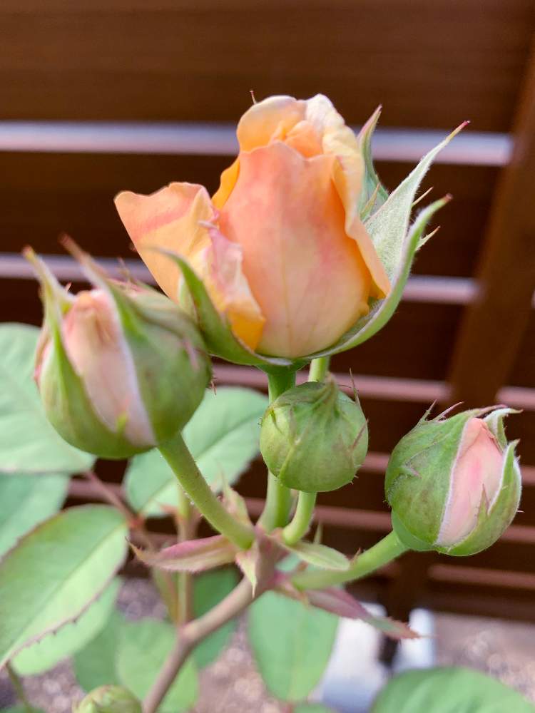 小さな庭の画像 by おーちゃんさん | 小さな庭とチャールズオースチンと金曜日の蕾たちと♡薔薇が好き♡と寄せ植えとガーデニング大好きとお花大好きと植物大好きとアプリコット色が好きとクレマチス大好き♡と紫陽花大好きとイングリッシュ・ローズと花壇植えとアレンジメント