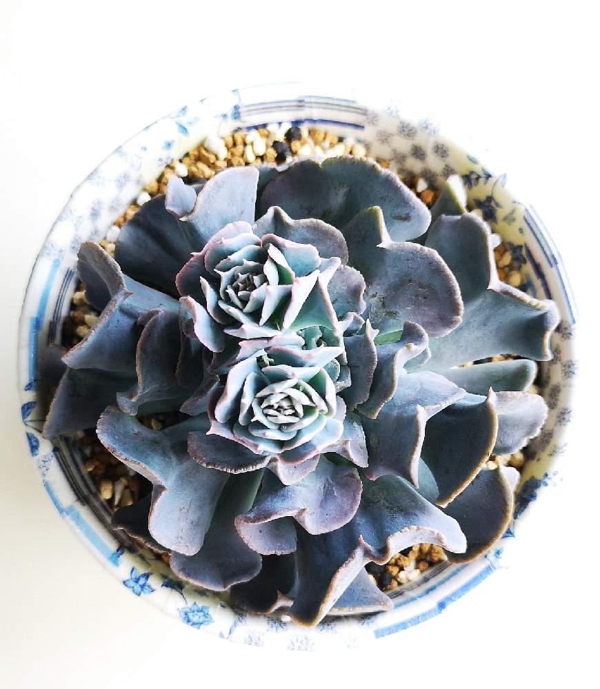 棚の画像 by eyeさん | 棚とドップラーとスワンレイクとEcheveria 'Doppler'とEcheveria 'Swan Lake'と☆eye☆黒タグ GREEN ROOMとBromelia Gifu苗とEcheveria 'Topsy Pinky'とオパリナ ドップラーと白鳥の湖とオパリナ×トプシータービーと☆eye☆エケベリア属とエケベリア・ドップラーとEcheveria 'Swan Lake'とエケベリア スワンレイクとリビエラとEcheveria 'Doppler'とトプシータービー×シャビアナと☆eye☆ふるさと納税・GREEN ROOMとトプシーピンキーと利比里亚とEcheveria 'Riviera'とBromelia GifuとGraptoveria 'Opalina Doppler'