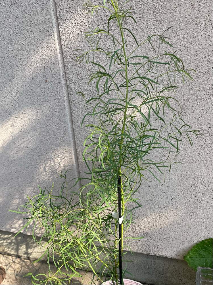 の画像 by ヒロコni nさん | お迎えの花たちと我が家のユーカリと緑のある暮らしと我が家のハーブと癒しの草花と花のある暮らしと元気をくれる草花とユーカリ・ニッコリー