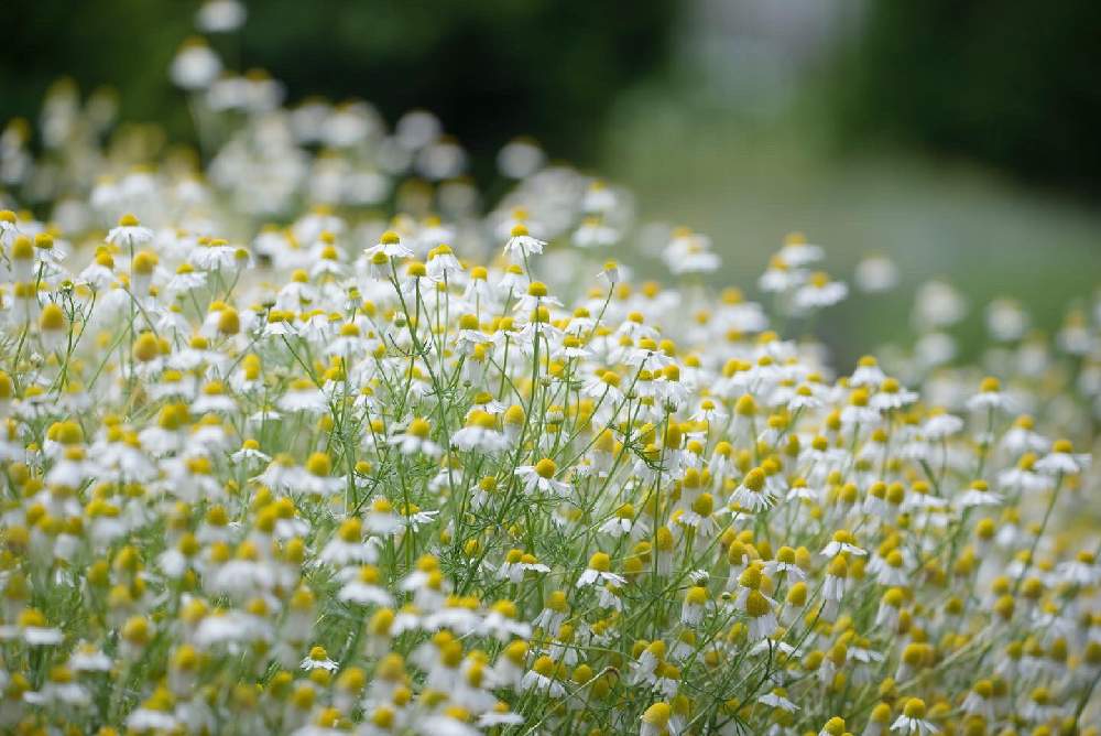 お出かけ先の画像 by satoさん | お出かけ先とジャーマンカモミールとnikond610とサッポロさとらんどと北海道と札幌とカメラ小僧クラブ