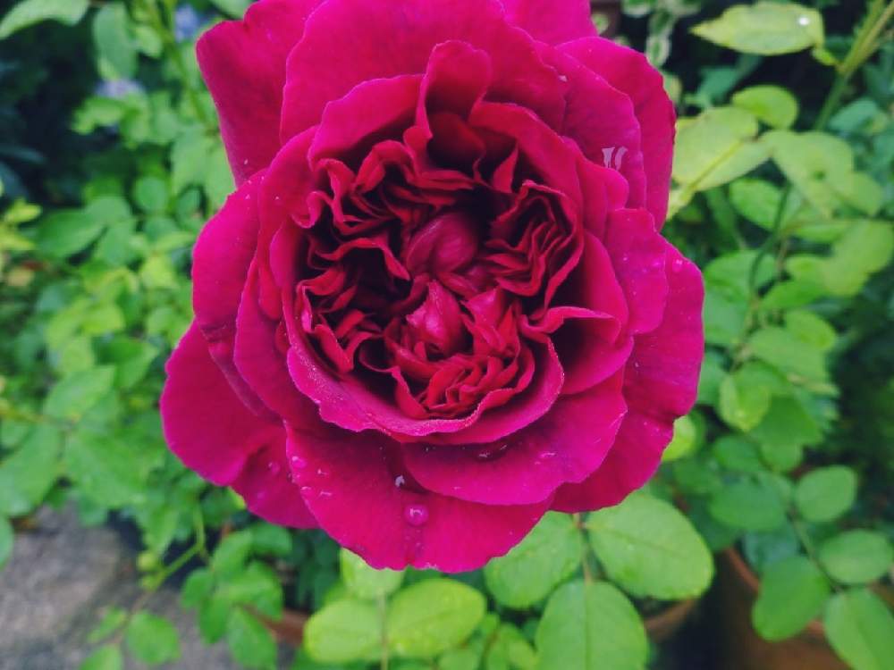 玄関の画像 by ☆きらまる☆さん | 玄関と極上咲きと薔薇愛同盟と薔薇男子と薔薇に魅せられてと薔薇と暮らすとオシャレとB型と365日薔薇と暮らすとバラのある暮らしと今日の一枚とセクシーとたまらん!と花のある暮らしとロザリアンとバラを楽しむ