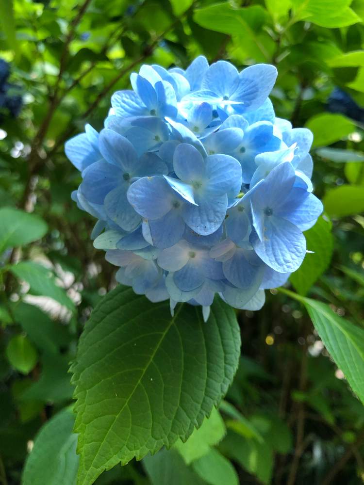 の画像 by hirarinさん | 紫陽花(明月院ブルー)と紫陽花と医療・介護の皆様に感謝とhirarinの鎌倉レポートとコロナウイルスの終息を願う!と鎌倉とhirarinの紫陽花と紫陽花大好きと美しく青きドヨウとGS皆様ありがとうと2021紫陽花祭り【青】と紫陽花祭りとチーム・ブルーNo.116