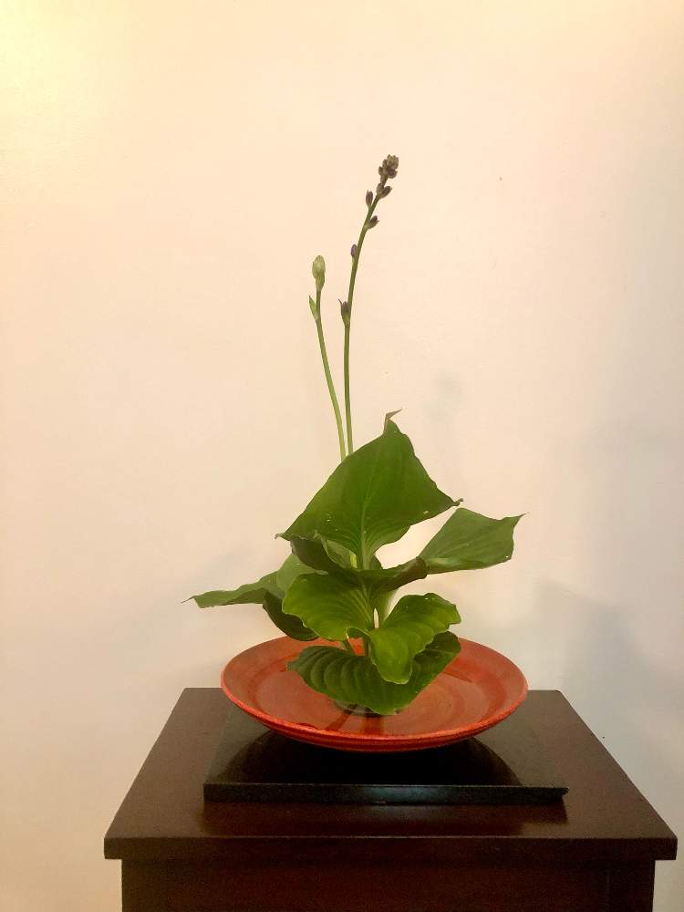 部屋の画像 by sasukemama(T・Henty)さん | 部屋とフレッシュフラワーアレンジメントと一種生けと生け花のある暮らしとホスタ ギボウシと緑のある暮らしと夏のアレンジメントと花のある暮らしとアメリカ在住と生け花