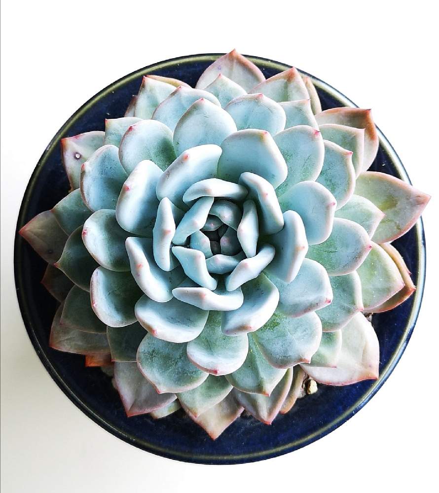 畑の画像 by eyeさん | 畑とラウリンゼとエケベリア ラウリンゼとEcheveria 'Laulindsa'とラウリンゼ♪とラウイ×リンゼアナとEric Waltherとlate Robert Grimとメキシコ原産と☆eye☆エケベリア属とSeong Ju HwangとEcheveria 'Laulindsa'とNick WilkinsonとSan Marcos GROWERSとエケベリア属とVolcándeTequilaと☆eye☆ら行とラウ氏とコロナおしりペンペン( ・᷄ὢ・᷅ )