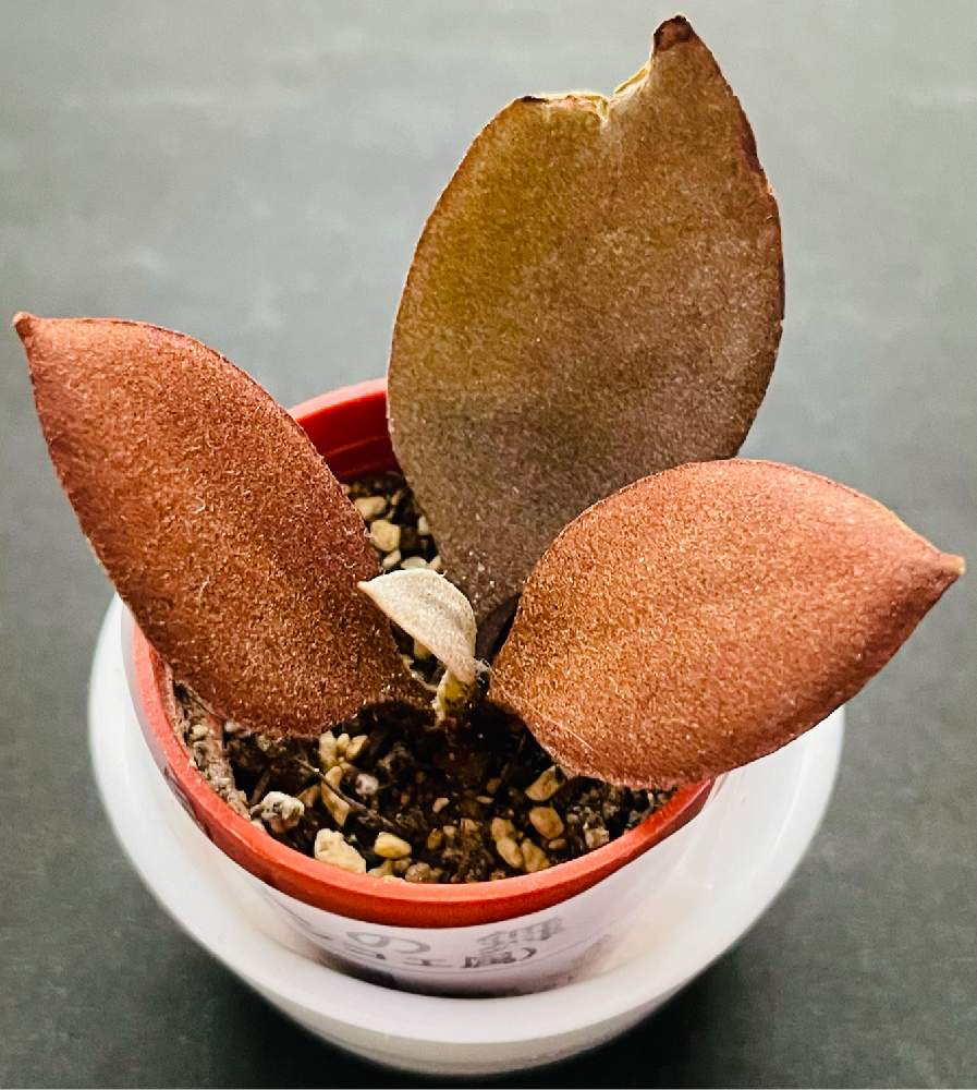 インテリアの画像 by Napo♪さん | インテリアと仙人の舞とカランコエ・オルギアリスと多肉植物と植中毒と葉っぱーとカラーリーブス