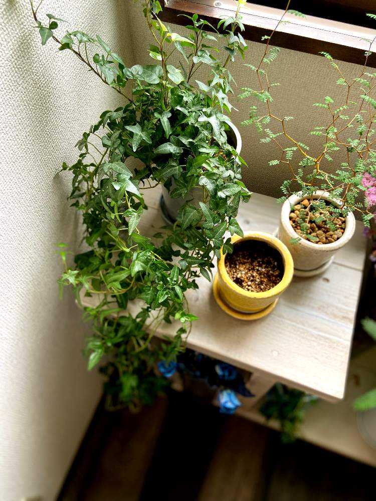 インテリアの画像 by Sarahさん | インテリアとアイビーとソフォラ リトルベイビーと観葉植物とインテリアグリーンと植中毒とNO GREEN NO LIFE