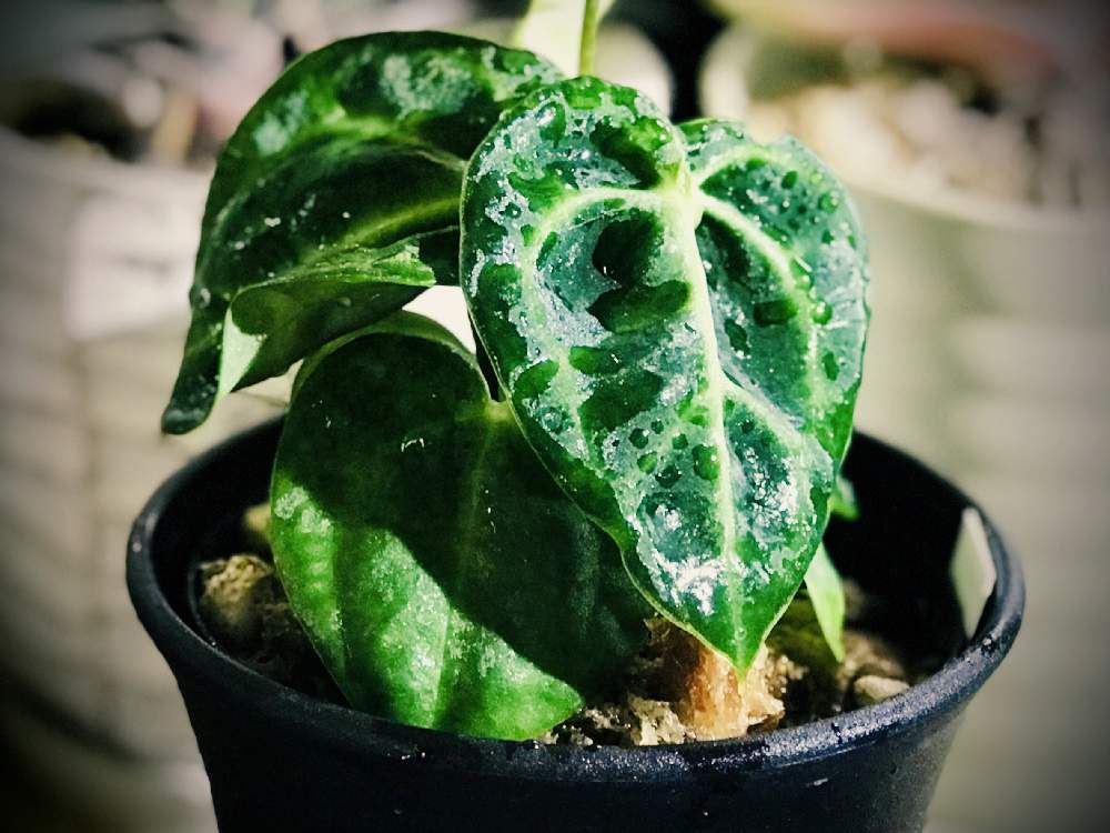 部屋の画像 by ꧁ Go-Yaチャンプルン꧂さん | 部屋とアンスリウム クリスタリナムと地生蘭と観葉植物とサボテン☆とジュエルラビシアと着生ランと食虫植物と室内温室と多年生多肉植物とイモリウムとテラリウム水槽とおうち園芸とパルダリウムとリビングジャングル化とビオトープ水槽とメキシカンプランツと塊根植物(コーデックス)と熱帯植物とアクアリウムとエアプランツとビザールプランツ