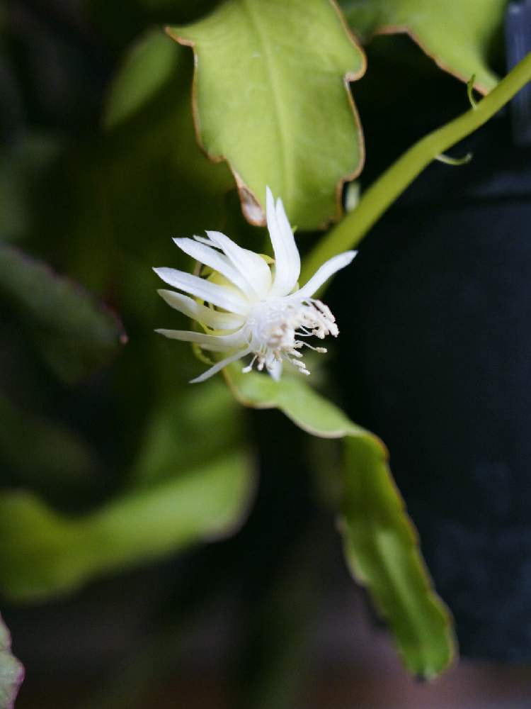 窓辺の画像 by 黒兎さん | 窓辺とEpiphyllum guatemalenseと開花とEpiphyllum♡と開花中♡とエピフィラム属とエピフィラム グアテマレンシスとミニドラゴンフルーツ。とミニドラゴンフルーツの花と石化孔雀とエピフィルムとエピフィルム属。とエピフィルム・ガテマレンシス