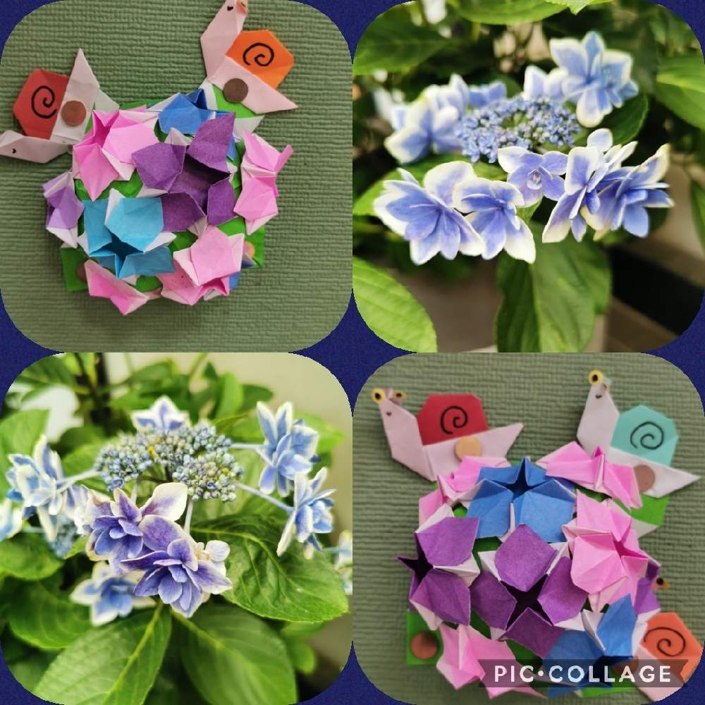 お出かけ先の画像 by リリーさん | お出かけ先と紫陽花とさいたま新都心と癒やされると優しい花と青い花と紫陽花 友の会と爽やかと花のある暮らしと街角の花