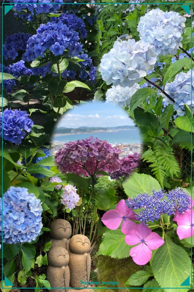 の画像 by hirarinさん | 紫陽花 鎌倉とガクアジサイ 火渡りと紫陽花と紫陽花と医療・介護の皆様に感謝とビューティフルサンデーとhirarinの鎌倉レポートとコロナウイルスの終息を願う!と鎌倉と長谷寺とhirarinの紫陽花と紫陽花祭りと紫陽花大好きとGS皆様ありがとうと良縁地蔵 鎌倉とチーム・ブルーNo.116