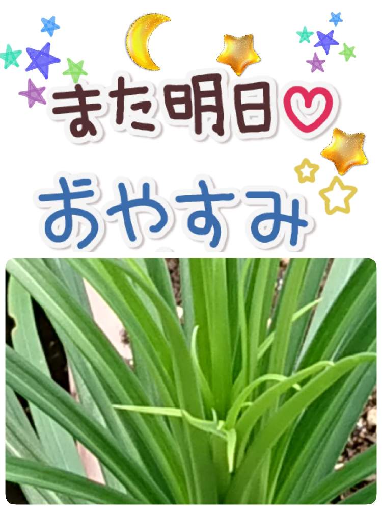 小さな庭の画像 by 苺さん | 小さな庭とお家栽培と百合の栽培とお家で栽培