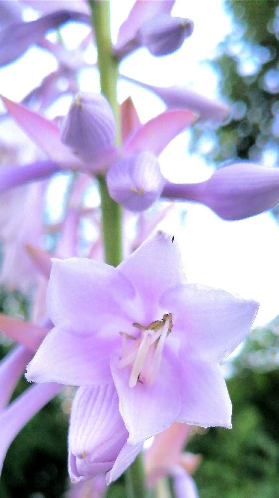 広い庭の画像 by 風の駅さん | 広い庭とオオバギボウシの花とサンダル履き撮影とFinepix S2500HD撮影と火曜はマクロの発表会